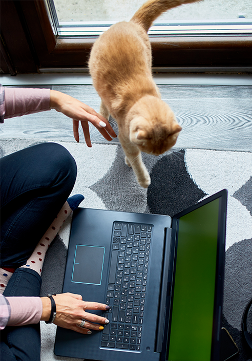 Woman typing on laptop computer with a ginger cat by her side. Only the legs, feet and hands of the woman are visible